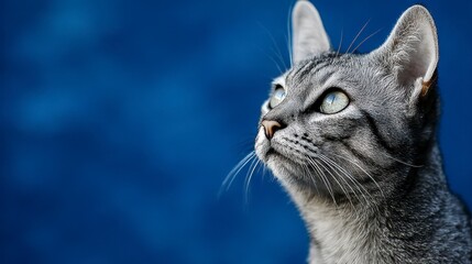 Close-up of a domestic feline with grey and silver striped fur, bright green eyes, gazing upwards, against a blurred blue backdrop