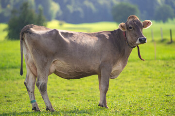 Cow standing in a green pasture. Cow in the Alps field. Livestock grazing in the countryside. Farm life with cattle and calves. Cow in a rural landscape. Ranch with grazing bovine. Dairy cow.