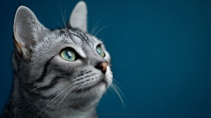 Close-up of a domestic feline with grey striped fur and striking green eyes, gazing upwards against a deep blue backdrop