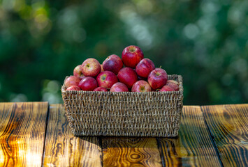 Organic apple. Harvest with fresh red apples. Basket full of fresh apples. Organic farming and seasonal fruit. Juicy apple.