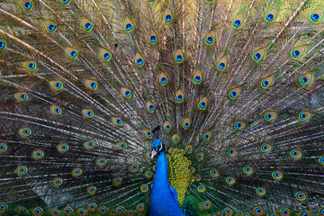 Obraz premium Beautiful peacock. Colorful peacocks feathers. Exotic bird showing feathers. Peacock with open plumage. Tropical bird. Peacock feathers in nature. Close-up of peacock feathers. Wildlife background.