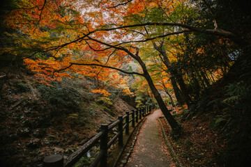 Perspective View of a Forest Path Under a Canopy of Red and Green Maple Leaves