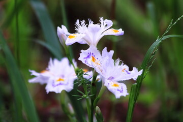 白いシャガの花