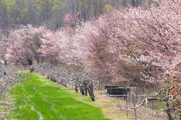 北海道伊達市、果樹園沿いの桜並木【5月】