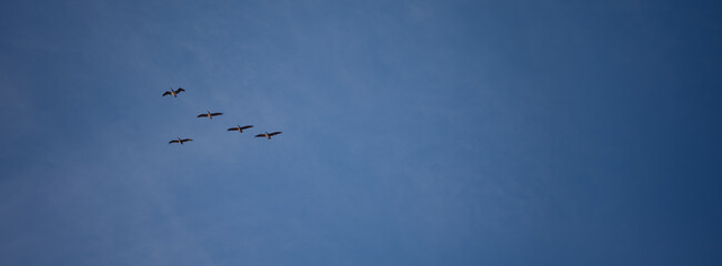 pelicans glides gracefully across a deep blue twilight sky