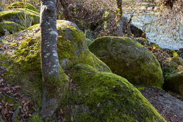 tree amidst mossy boulders along banks of the American River 