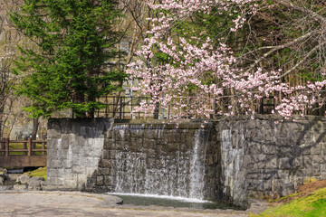 北海道千歳市、北海道まちづくり百選に選ばれた名水ふれあい公園の壁泉と桜【5月】