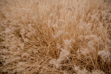 Fototapeta premium Dry golden ornamental grass texture with soft natural pattern
