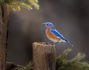 Obraz premium Bluebird on solitary perch
