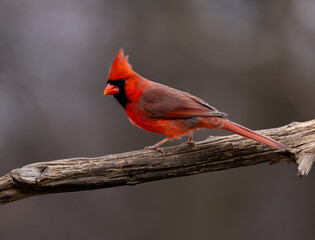Obraz premium Red cardinal on branch