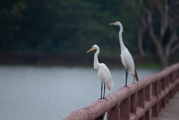 A beautiful white egret (Egretta alba) rests after foraging for food in the morning
