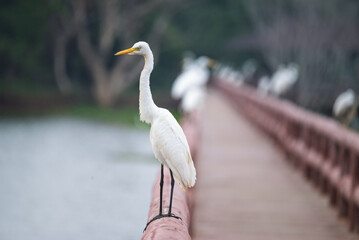 A beautiful white egret (Egretta alba) rests after foraging for food in the morning