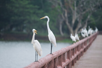 A beautiful white egret (Egretta alba) rests after foraging for food in the morning