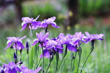 紫色の花を咲かせたあやめの群生
