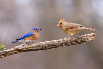 Obraz premium bluebird and cardinal on branch