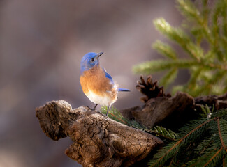 Fototapeta premium bluebird among pine trees