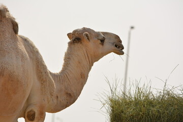 Portrait of a gentle white camel behind the out-of-focus fence in a desert farm