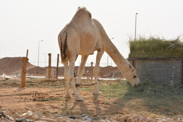 Portrait of a gentle white camel behind the out-of-focus fence in a desert farm