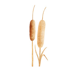 simple watercolor illustration of a pair of reeds and cattails bundle minimal style beautiful colors childrens book aesthetic no shadows Isolated on a white background