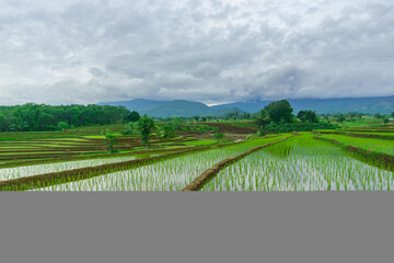 Obraz premium Beautiful morning view indonesia Panorama Landscape paddy fields with beauty color and sky natural light