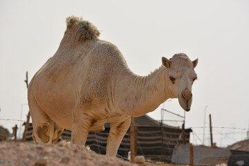 A young camel baby in the Thar desert sun Rise View