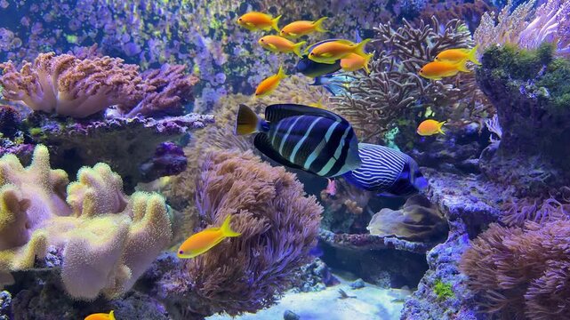 tropical fish swimming in clear water

