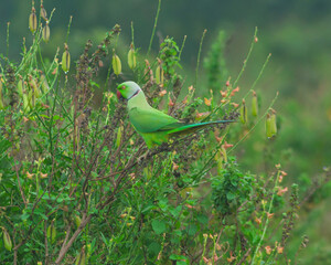 Colorful parrot Free-flying bird standing on a branch in natural habitat Green field