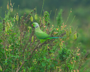 Colorful parrot Free-flying bird standing on a branch in natural habitat Green field