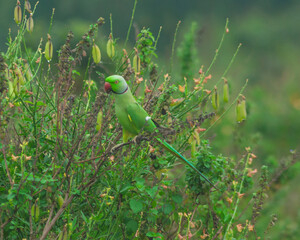 Colorful parrot Free-flying bird standing on a branch in natural habitat Green field
