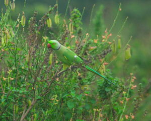 Colorful parrot Free-flying bird standing on a branch in natural habitat Green field