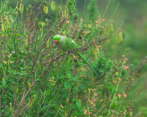 Colorful parrot Free-flying bird standing on a branch in natural habitat Green field
