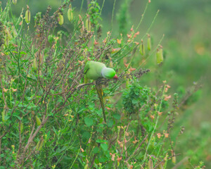 Colorful parrot Free-flying bird standing on a branch in natural habitat Green field