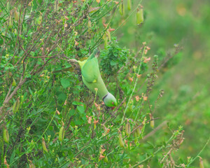 Colorful parrot Free-flying bird standing on a branch in natural habitat Green field