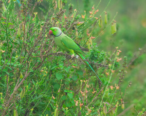 Colorful parrot Free-flying bird standing on a branch in natural habitat Green field