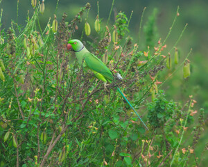 Colorful parrot Free-flying bird standing on a branch in natural habitat Green field