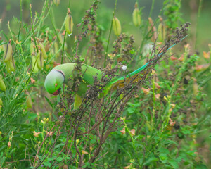 Colorful parrot Free-flying bird standing on a branch in natural habitat Green field