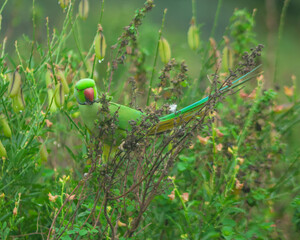 Colorful parrot Free-flying bird standing on a branch in natural habitat Green field