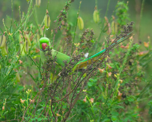 Colorful parrot Free-flying bird standing on a branch in natural habitat Green field