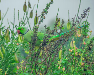 Colorful parrot Free-flying bird standing on a branch in natural habitat Green field