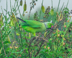 Colorful parrot Free-flying bird standing on a branch in natural habitat Green field