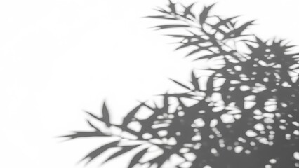 Obraz premium Shadows of leaves on a white wall from a high viewpoint