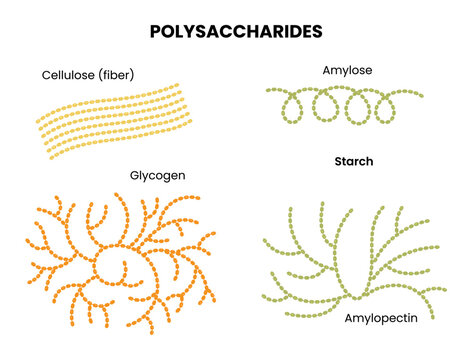 Vector illustration of polysaccharides examples. Starch, glycogen, and cellulose	