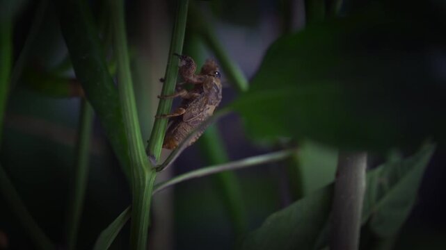 Time-lapse footage of a cicada molting, capturing the complete process of emerging from its shell and illustrating insect transformation and the natural life cycle.