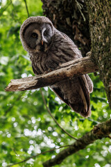 Fototapeta premium Birds of prey