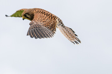 Fototapeta premium Birds of prey