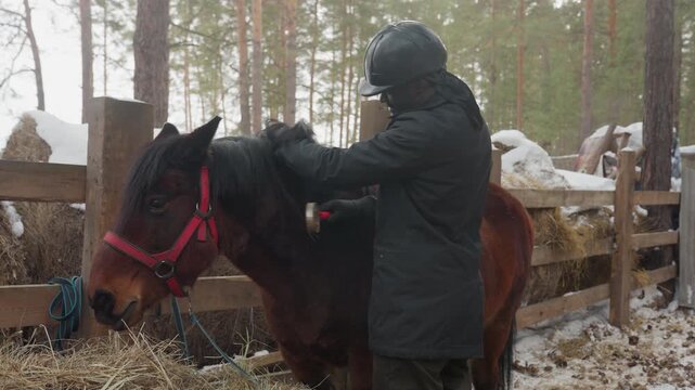 groom brushing bay horse closely in snowy paddock, hands adjusting girth and comforting horse at wooden stall; intimate care routine with soft hay, leather tack inspection and calm winter barn