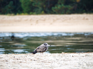 天橋立の海辺に佇むウミネコの若鳥