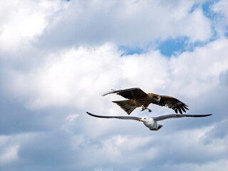 一触即発、ウミネコを強襲するトビ