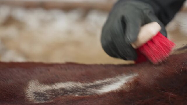 detailed horse hide examination process, comprehensive analysis of equine epidermal health, thorough assessment emphasizing distinct equine skin features and possible dermatological concerns