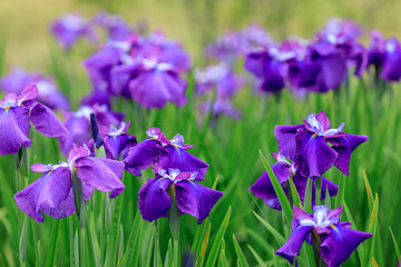 北海道苫小牧市、錦大沼ハナショウブ園で咲き誇るハナショウブ・紫式部（伊勢系）【7月】